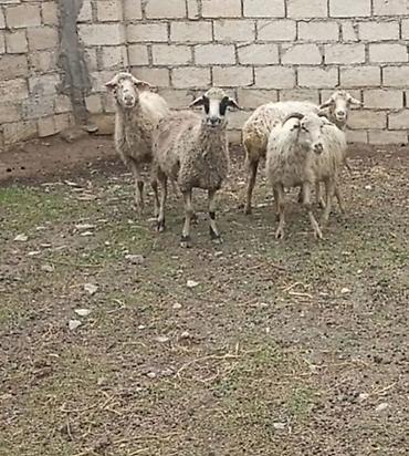 metis qoyun: 4 dənə qoyundu 2 si dişlidi 2 si diş salb 1 i lap cavandı içlərində — 1