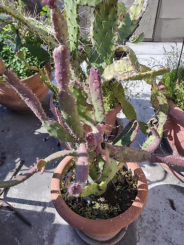 Otaq bitkiləri: Məhsul: Saksi içində müxtəlif kaktuslar - Növlər: Opuntia (nopal — 2