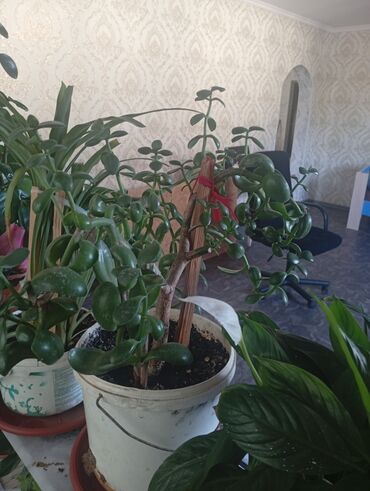 Другие комнатные растения: Представляем коллекцию комнатных растений, включающую несколько видов — 16