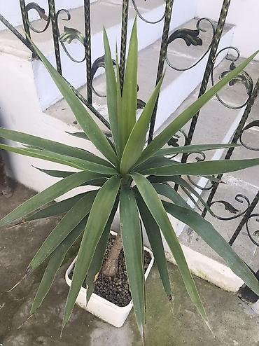 roza: Yucca (Yukka) otaq bitkisi - Növ: Yucca elephantipes tipli dekorativ — 3