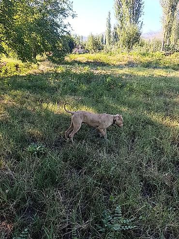Продажа собак: Питбуль, 7 месяцев, Самец, С прививкой — 8
