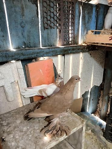 Птицы: Продаю молодых голубей 1 шт стоит пятьсот сом окончательно родители — 5