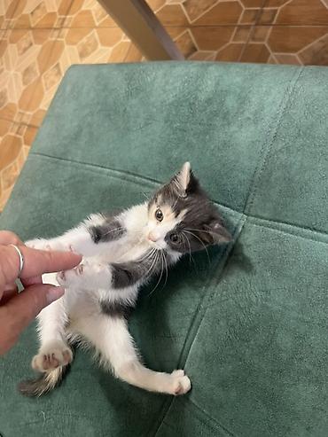 пародистый кот: Котёнок 2 месяца есть 1 прививка кошечка, окраc дымчато-серый с — 2