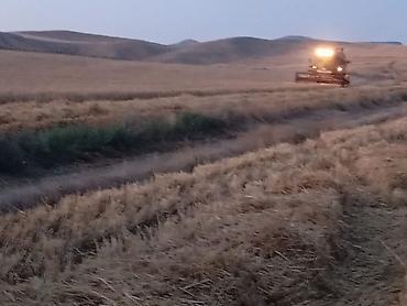 bugda toxumu: Məhsul: Arpa buğda (, kombaynla yığılmış) Təsvir: -çatdırılma var — 3
