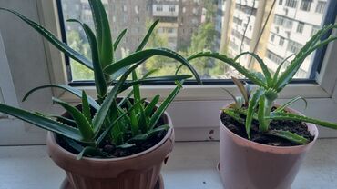 Другие комнатные растения: Продаю цветок офисный 70см высота — 17