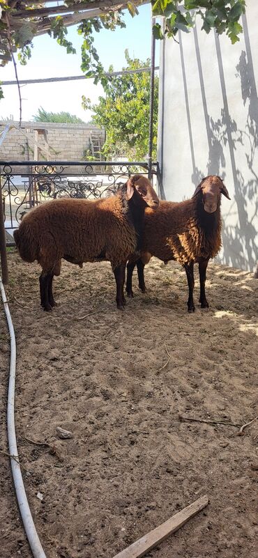 Qoyunlar, qoçlar: Erkək, Qala, il: 2, 90 kq, Damazlıq, Ünvandan götürmə — 4