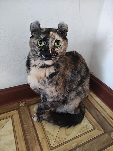 кошки свинкс: Кошки.Порода: Американский керл (American Curl). Котята . Есть котята — 4
