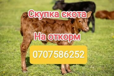 Куплю с/х животных: Куплю | Коровы, быки, Лошади, кони | На откорм, Самовывоз