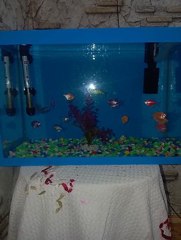koi balığı satılık: 🐠 *AKVARYUM SATILIR - MƏRDƏKAN* 🐠 📏 Ölçü: Eni 46 sm / Uzunluğu 30 sm — 4