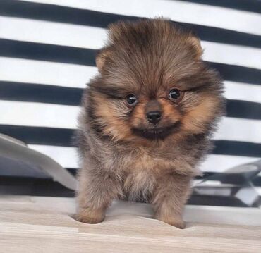 Psi: Oduševićemo vaša srca predivnim Pomerancima iz našeg pažljivo — 5