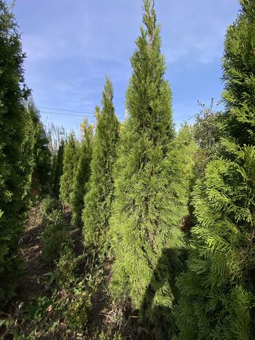Декоративные деревья: Саженцы деревьев: Туи, Платная доставка — 13