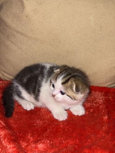 кой союшка: Шотландские вислоухие котята (Scottish Fold) Все мальчики - Окрас — 2