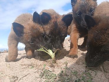Продажа собак: Предлагаются к бронированию щенки Белгийской овчарки Малинуа.Щенков 9 — 10