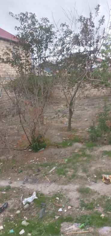 Torpaq sahələrinin satışı: 2 sot, Tikinti, Mülkiyyətçi, Kupça (Çıxarış) -da lalafo.az — 9 Torpaq sahələrinin satışı: 2 sot, Tikinti, Mülkiyyətçi, Kupça (Çıxarış) — 9