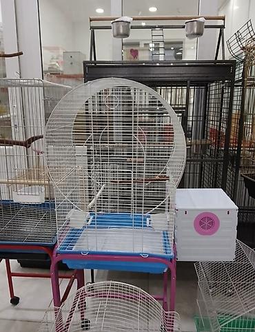 akvarium balıq novləri: Qefesler Bayram edirimleri her zovqe her cesde her novde her regde — 3