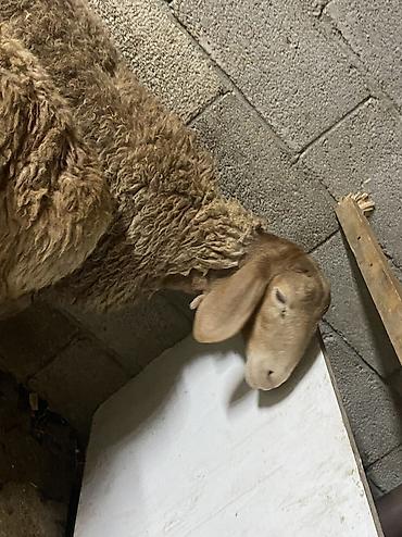 Продам с/х животных: Продаю | Овца (самка), Ягненок, Баран (самец) | Гиссарская, Арашан | На забой, Для разведения, Для шерсти — 7