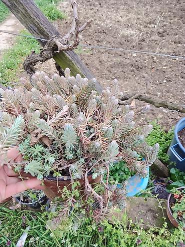 Ostale kućne biljke: Sukulenti u saksijama – više vrsta - Sedum (različite sorte) — 2