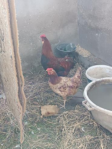 krasnadar ördək: 1 erkek lal ördək 2 disi lal ördək bir xoruz bir toyug birdeki — 1
