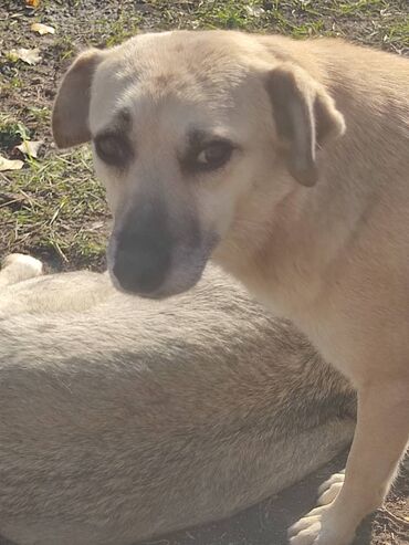 Отдам даром собаку: ПРИЮТ СОБАЧЕК большой выбор много красивых щенков и умных собак. ВСЕ — 8