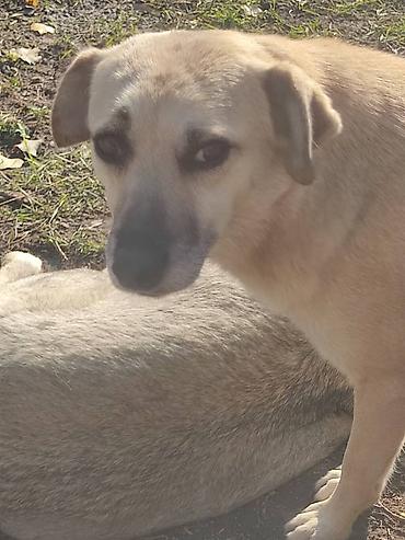 Отдам даром собаку: ПРИЮТ У НАС Собачки на любой вкус это приют все собачки привитые — 8