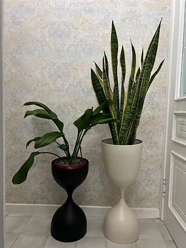 Монстеры: Монстера вариегатная (Monstera deliciosa variegata) — комнатное — 36