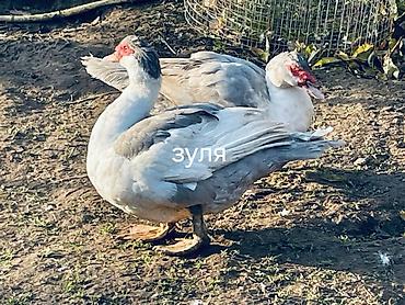 Другие с/х животные: Мускусные утки (индоутки), разные окрасы. - Порода/типы: венгерские — 20
