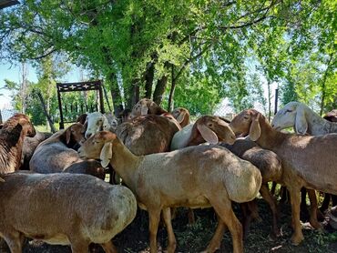 куплю овцы: Продаю | Овца (самка), Ягненок, Баран (самец) | Арашан | Для разведения