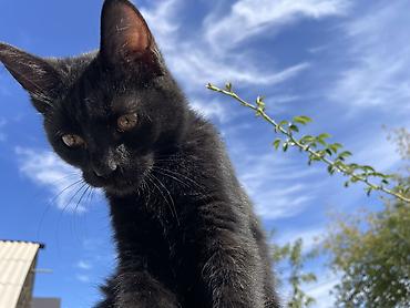 кошка 124: Отдаю котят 2 мес 2 мальчика 1 девочка район кок жар жилмассив — 6