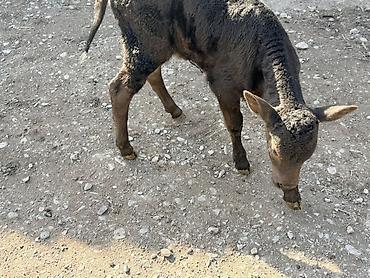 Коровы, быки: Продаю | Музоо, торпок — 5