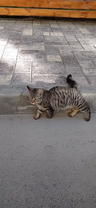 египетская кошка 2021: Кошка ищет добрые руки, ещё совсем молодая, не стерилизованная. Живёт