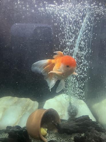 akvarium balıq novləri: Oranda, Sülhsevər, Ünvandan götürmə — 6