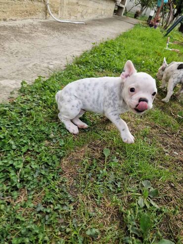 Psi: Štenci francuskog buldoga, oštenjeni 28.07, čekaju svoje nove na lalafo.rs — 5 Psi: Štenci francuskog buldoga, oštenjeni 28.07, čekaju svoje nove — 5