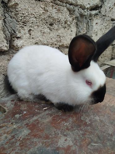 Dovşanlar: Kalfor dovsanlar temiz qan — 8