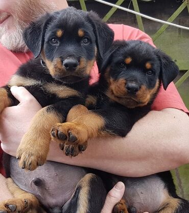 Home raised Rottweilers puppies