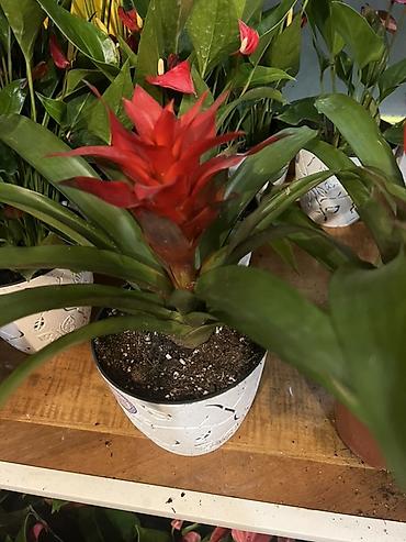 Каланхоэ: Комнатные цветы в горшках — готовые к украшению дома или офиса — 8