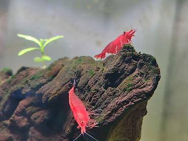 где купить альгицид для бассейна: Креветки неокаридина Red Cherry (Neocaridina davidi “Red Cherry”) — 5