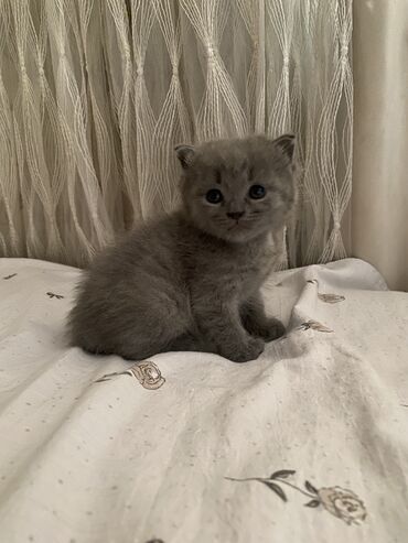 шотландская вислоухая лиловая кошка: Британ кыска жүндүү, 1 айлык, Эркек, Боз