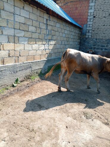 Dana, buzov: Məhsul: Dana (erkək) Təsvir: - Şəkillərdə görünən sağlam, ətlik — 2