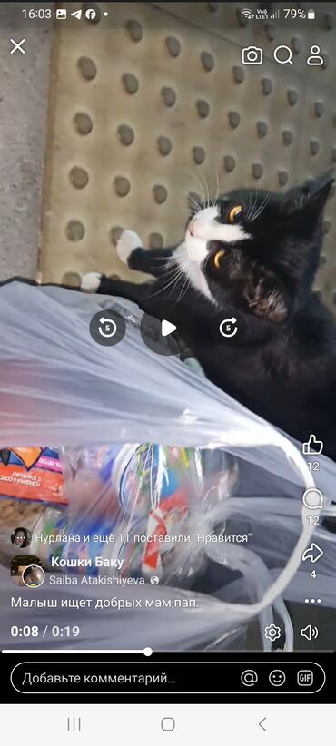 отдам щенка в добрые руки: В добрые руки, Самовывоз