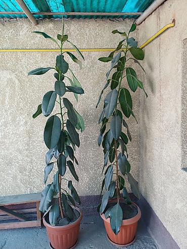 эшик уста: Комнатные растения — фикус эластика (Ficus elastica), крупнолистовые — 2