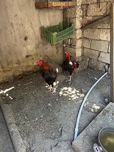 cuce ve xoruz: Məhsul: Qırmızı-qara rəngli erkək toyuqlar (xoruzlar) Təsvir: - — 1