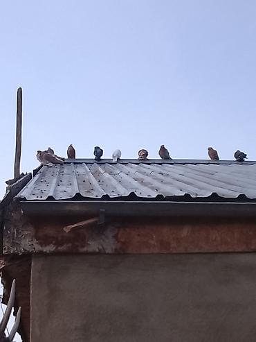 Продам с/х животных: Молодые не спарованве и одна белая пара - Порода/тип: домашние — 4