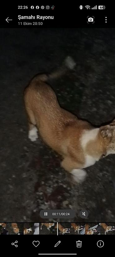 heyvanlara verilən adlar: Salam hərkəsə 3 ay 12 günlük volkodav balası qurd dərmanı verilib — 2