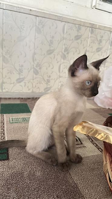 груминг кошек: Сиамская, 6 месяцев, Мальчик, Приучена к лотку — 2