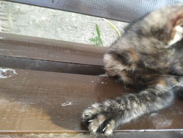 серый кот: Котёнок девочка ищет дом в добрые руки очень ласковая активная отдаю в
