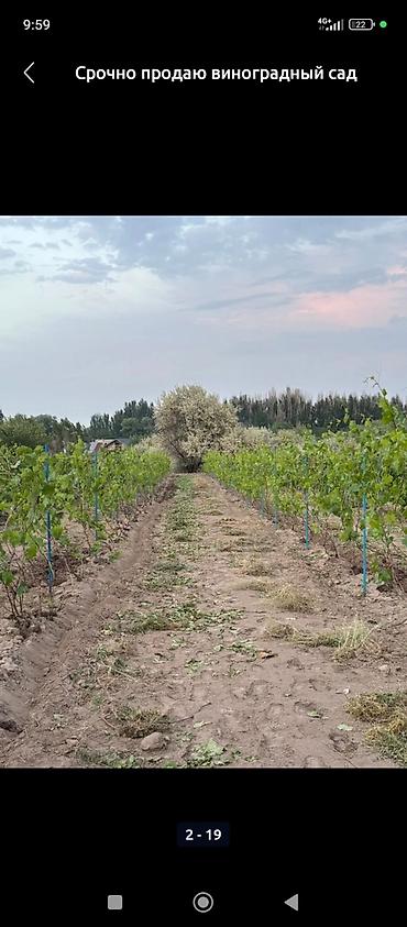 кепер арык: Виноградник с опорами и капельным орошением - Посаженные ряды — 4