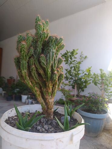 dəmir tikanı bitkisi: Kaktus və həmişə yaşil