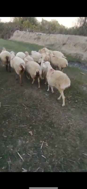 Коровы, быки: Məhsul: Qoyun sürüsü Təsvir: - Şəkillərdə ağ rəng üstünlük təşkil