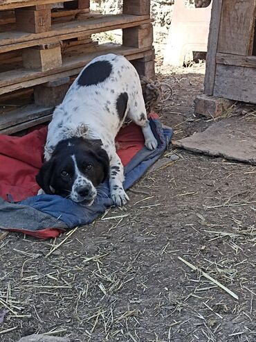 охотничьи: Охотничий собака Порода Испаниель 1,5 год