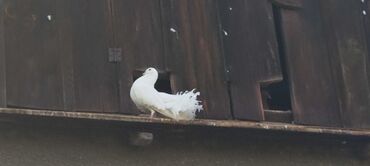 Птицы: Продаю голубей Павлинов — 10
